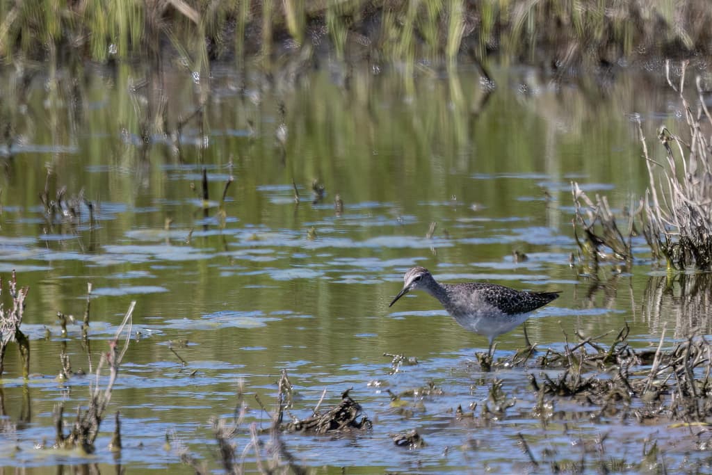 Wood Sandpiper
