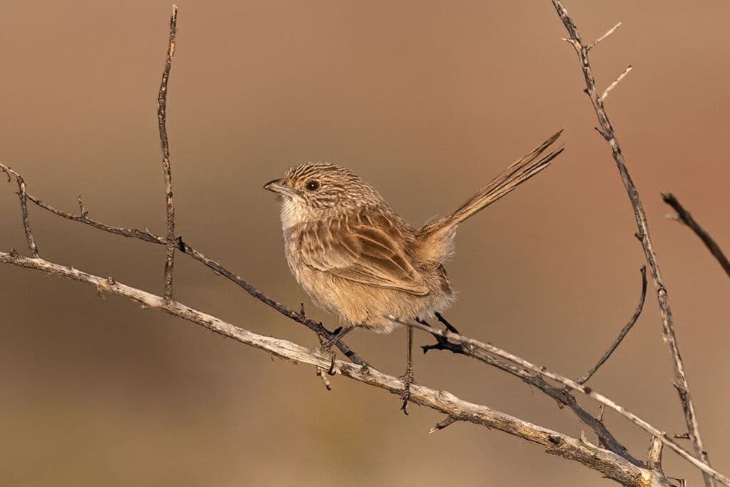 Thick-billed Grasswren