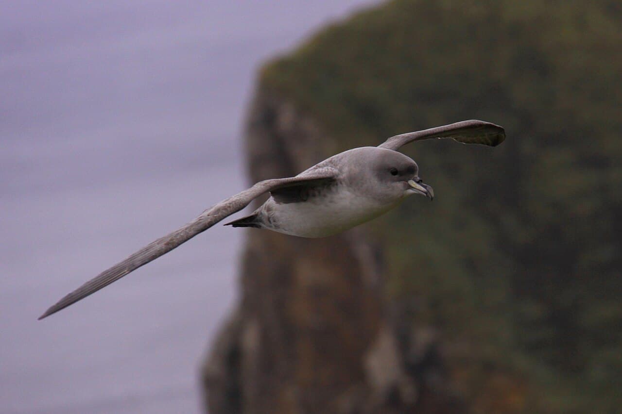 Grey Petrel