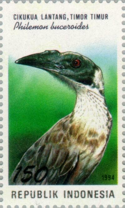 Helmeted Friarbird
