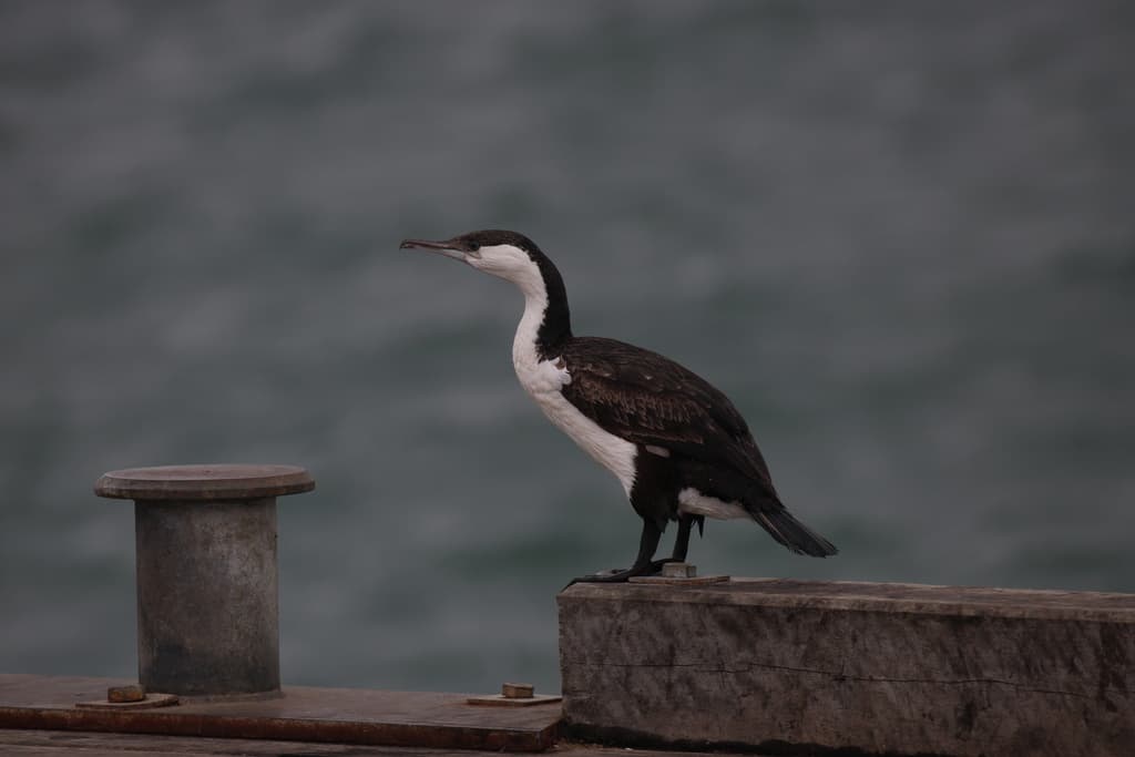 Black-faced Cormorant