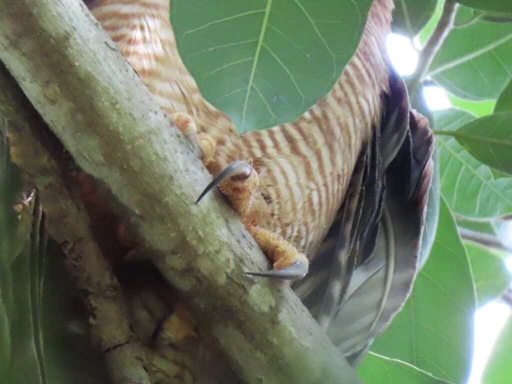 Rufous Owl