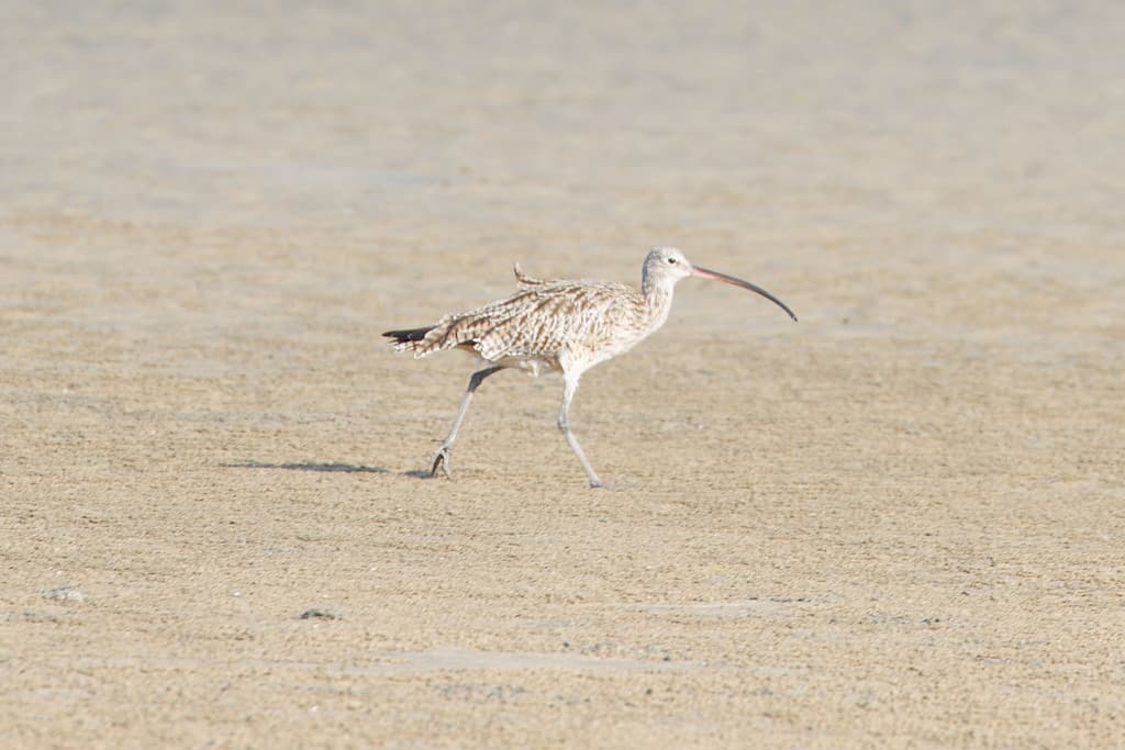 Far Eastern Curlew
