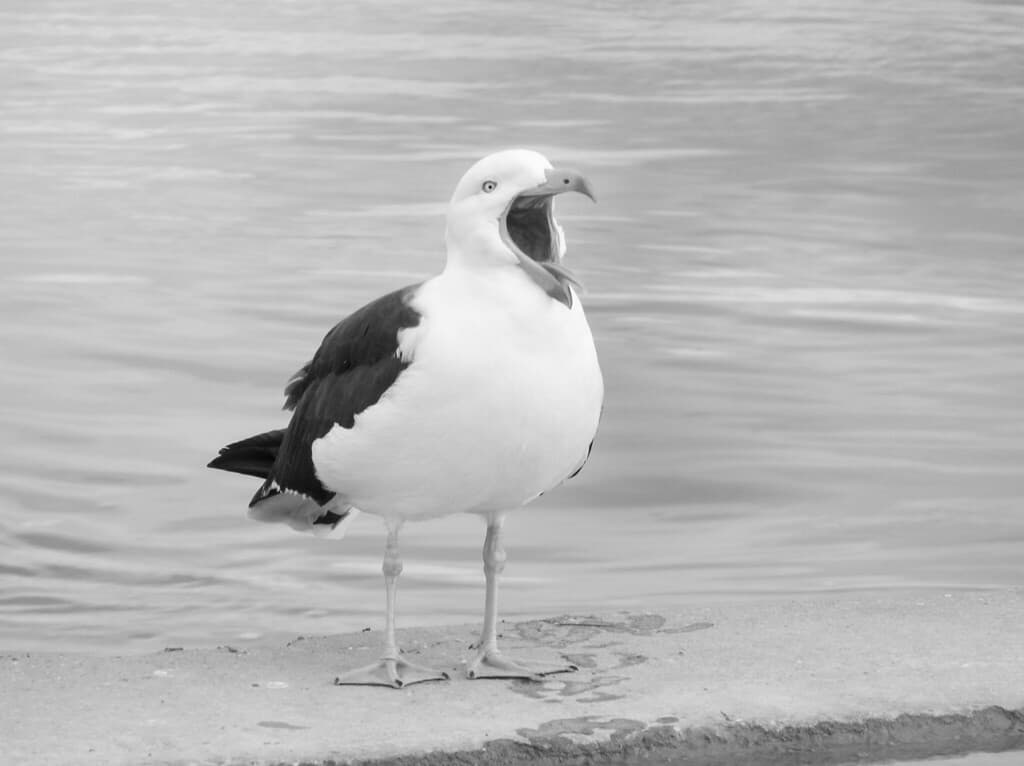 Pacific Gull