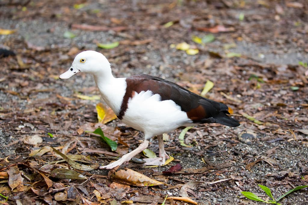 Radjah Shelduck