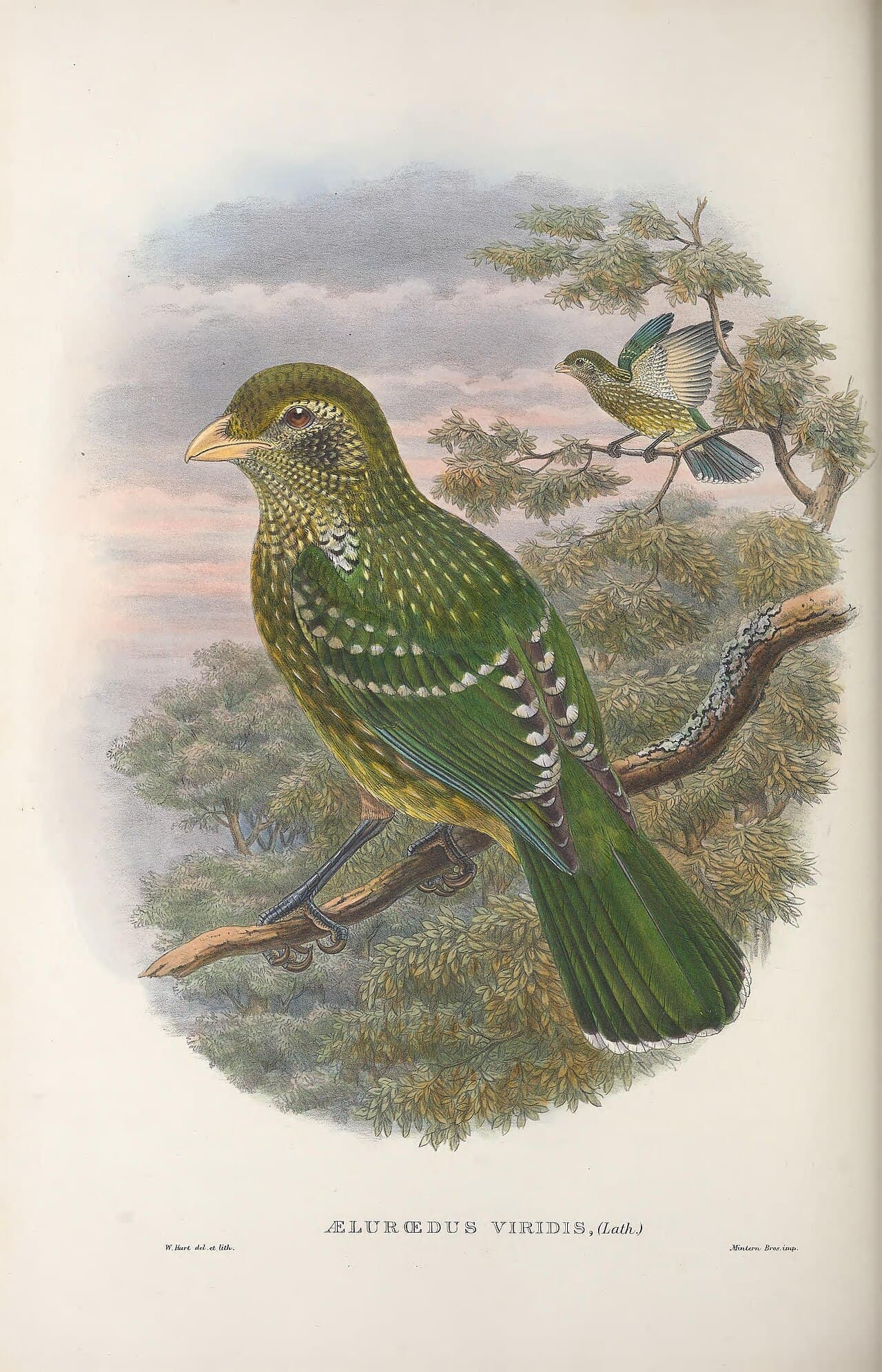 Green Catbird