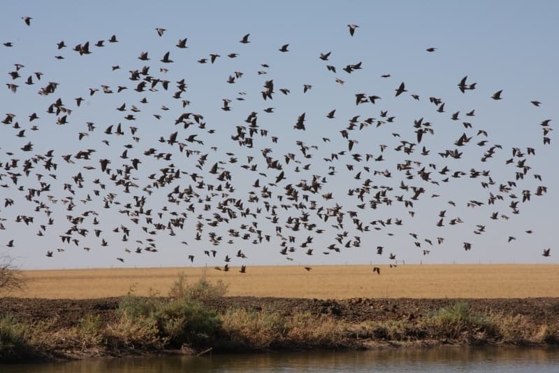 Flock Bronzewing