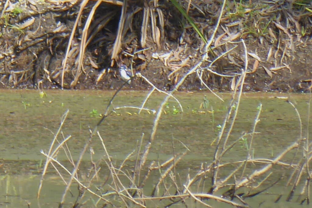 Little Kingfisher