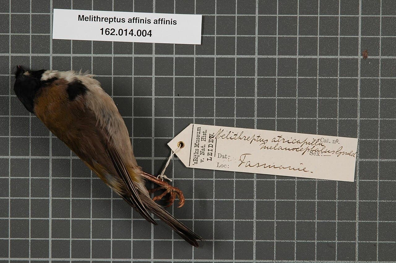 Black-headed Honeyeater