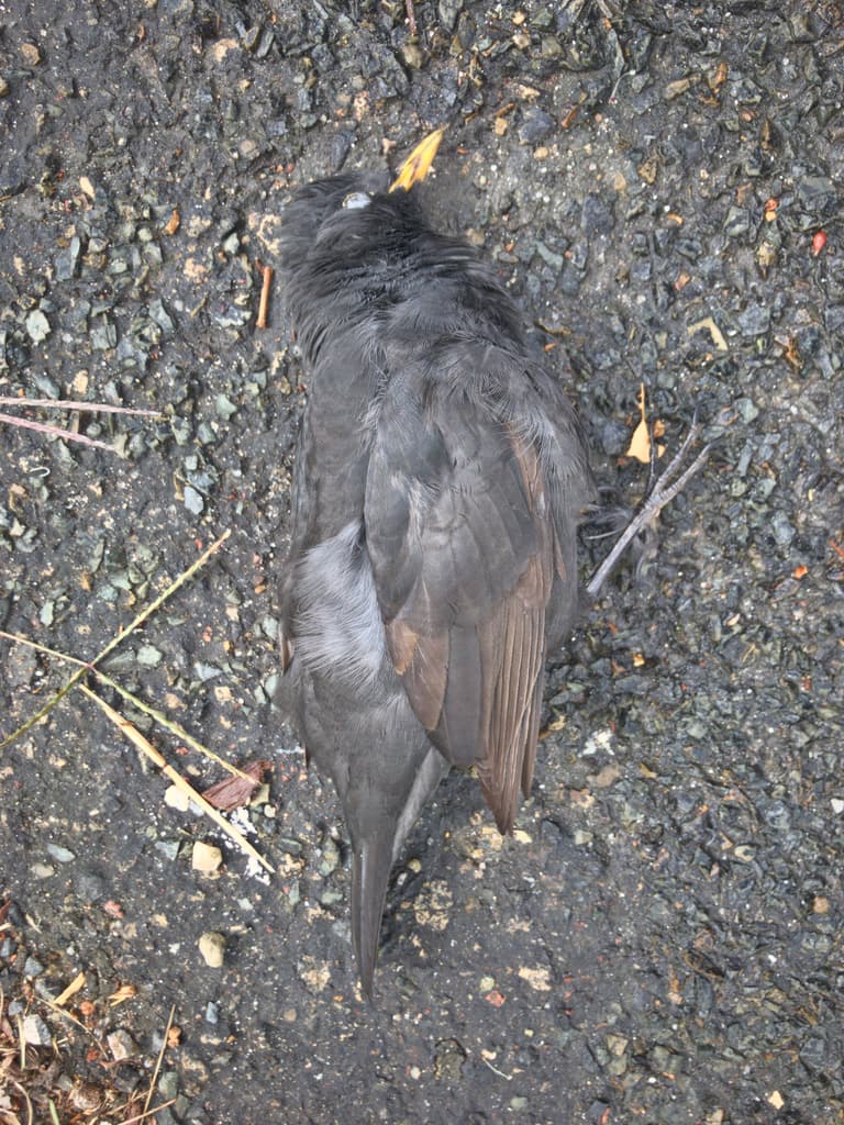 Common Blackbird