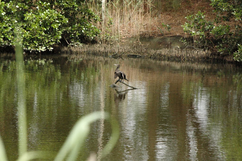 Little Black Cormorant
