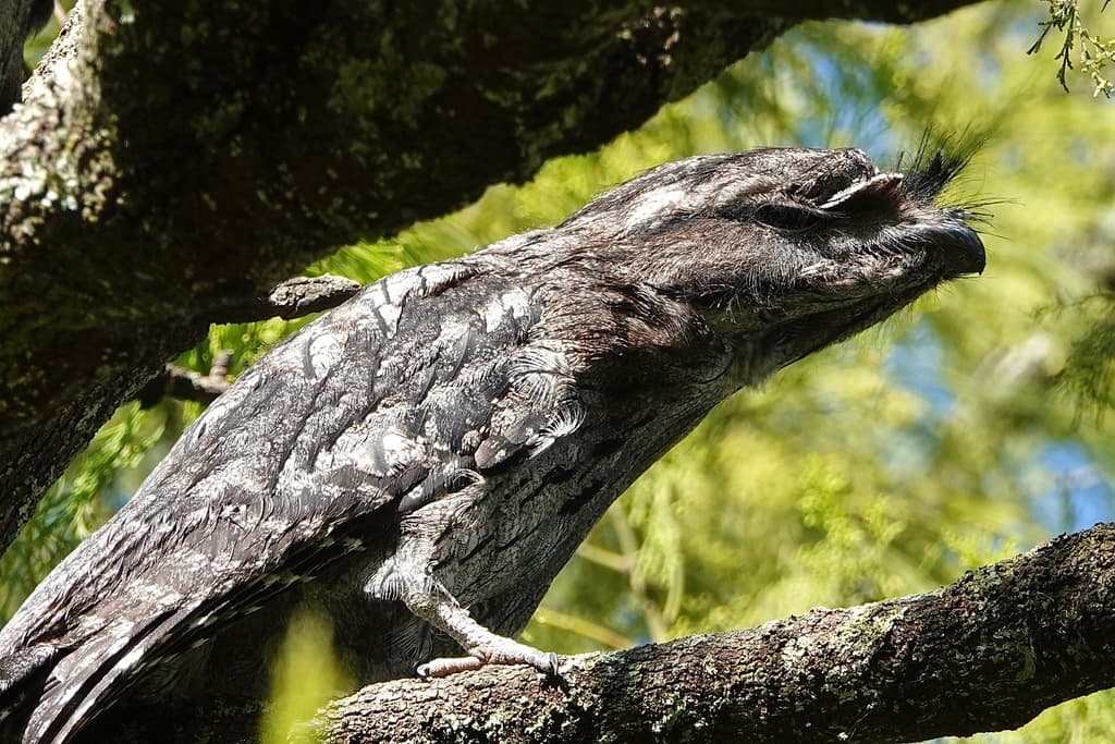 Tawny Frogmouth
