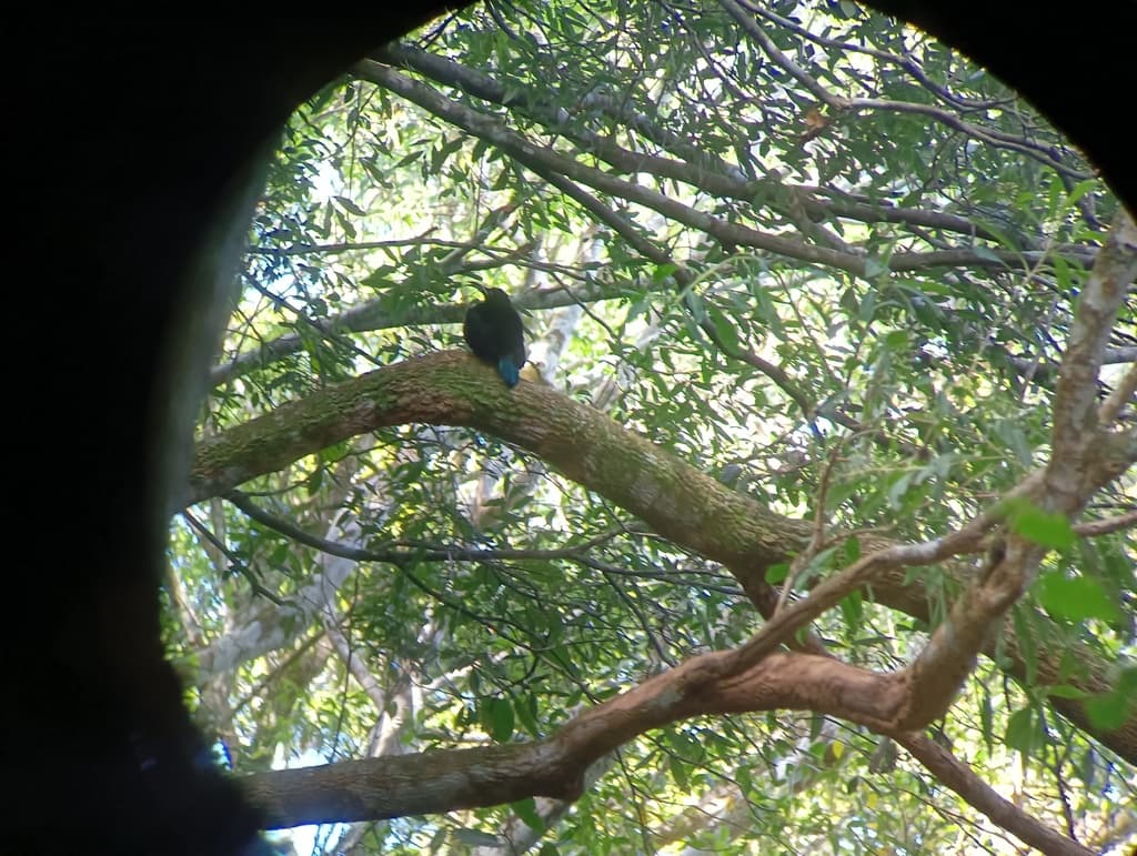 Paradise Riflebird