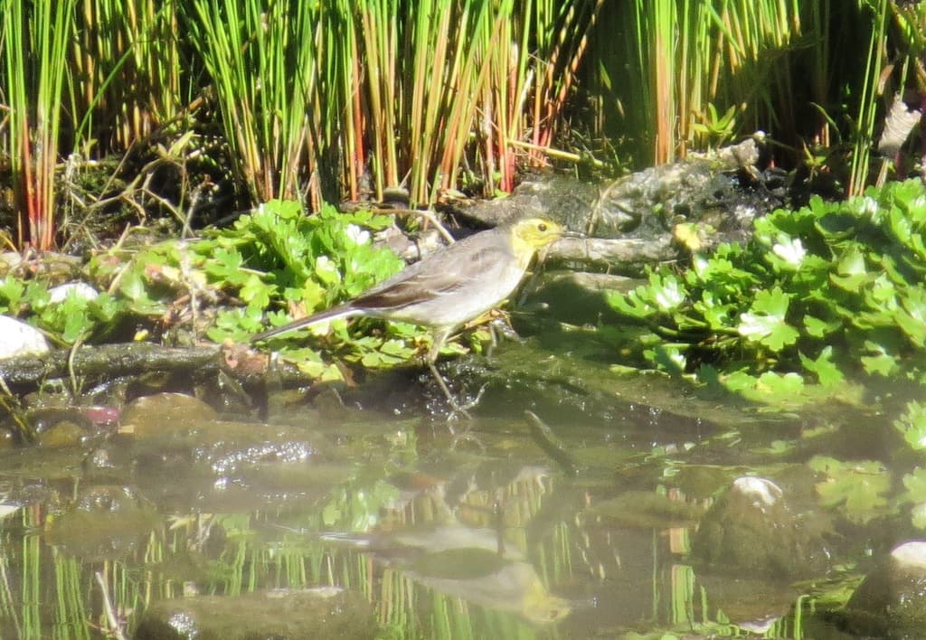 Citrine Wagtail