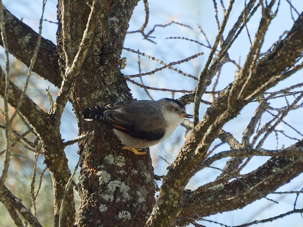 Varied Sittella