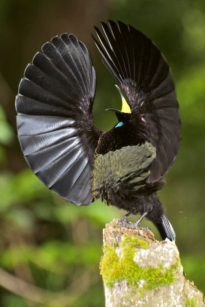 Victoria's Riflebird