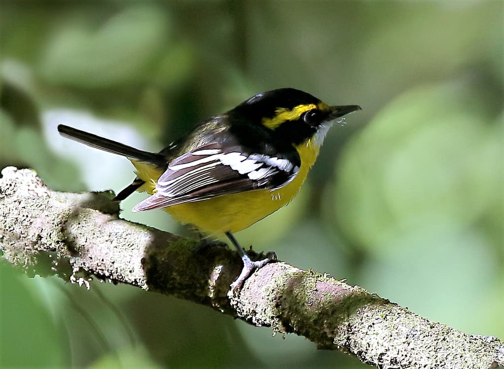 Yellow-breasted Boatbill