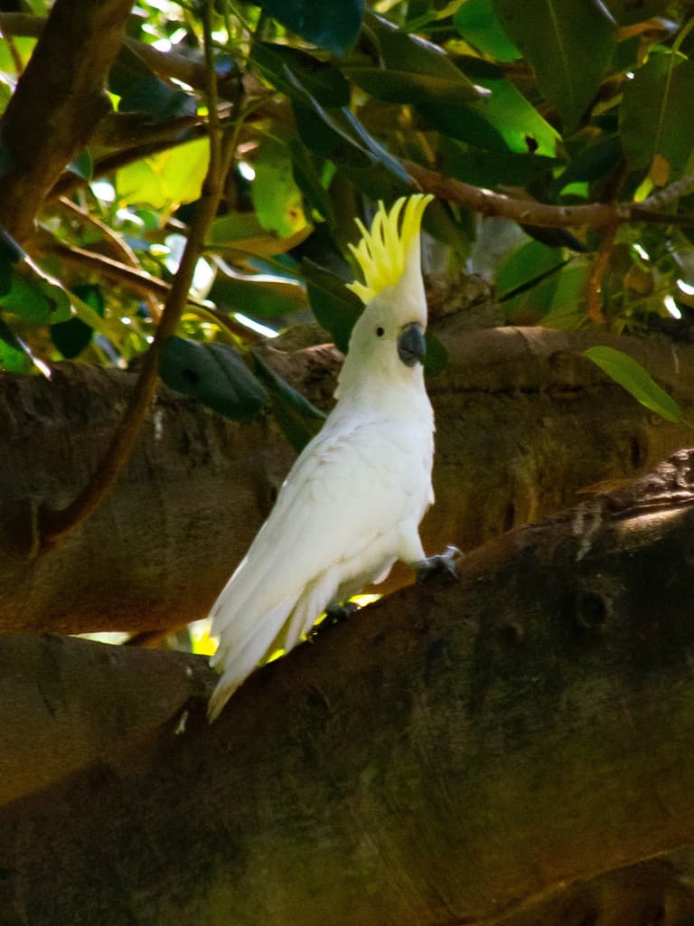 Sulphur-crested Cockatoo