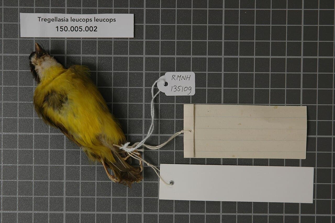 White-faced Robin