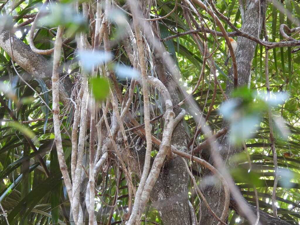 Broad-billed Flycatcher