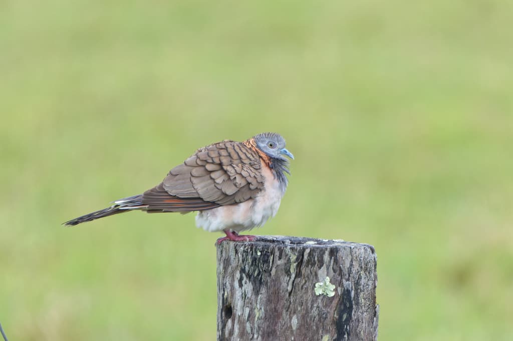 Bar-shouldered Dove