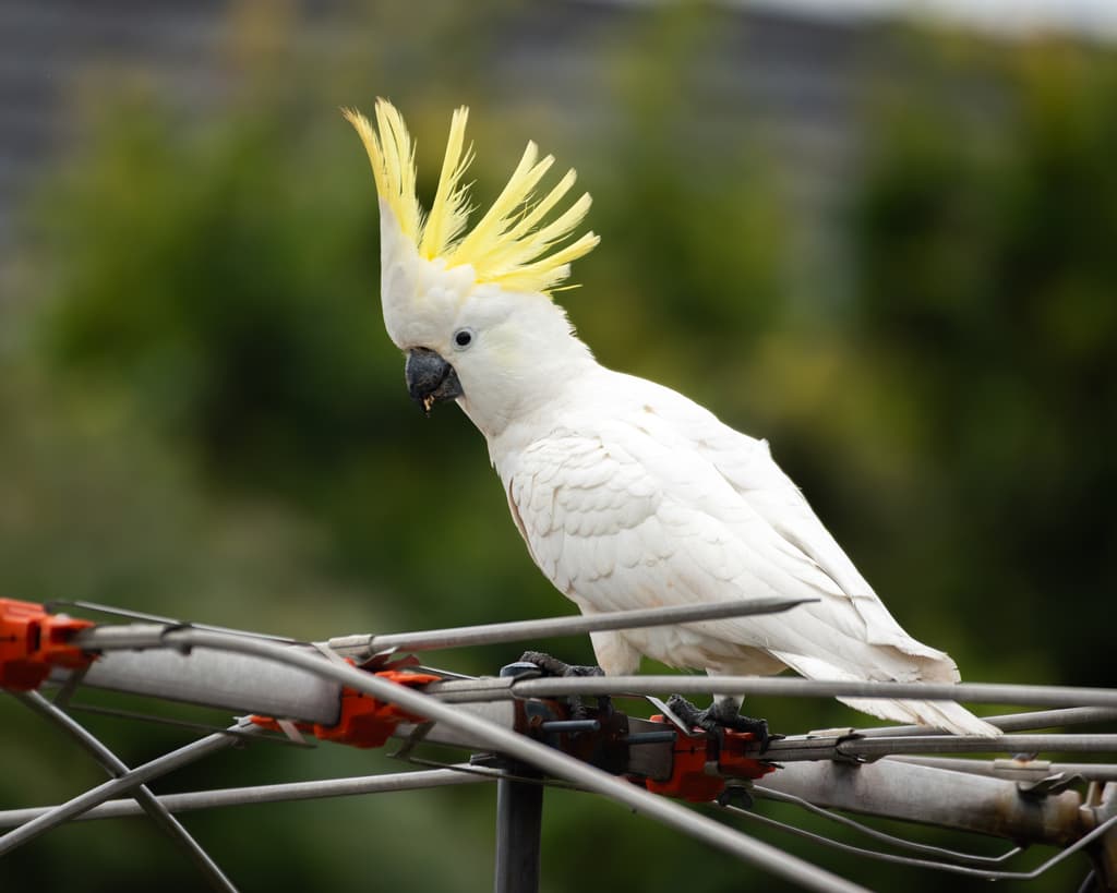 Sulphur-crested Cockatoo