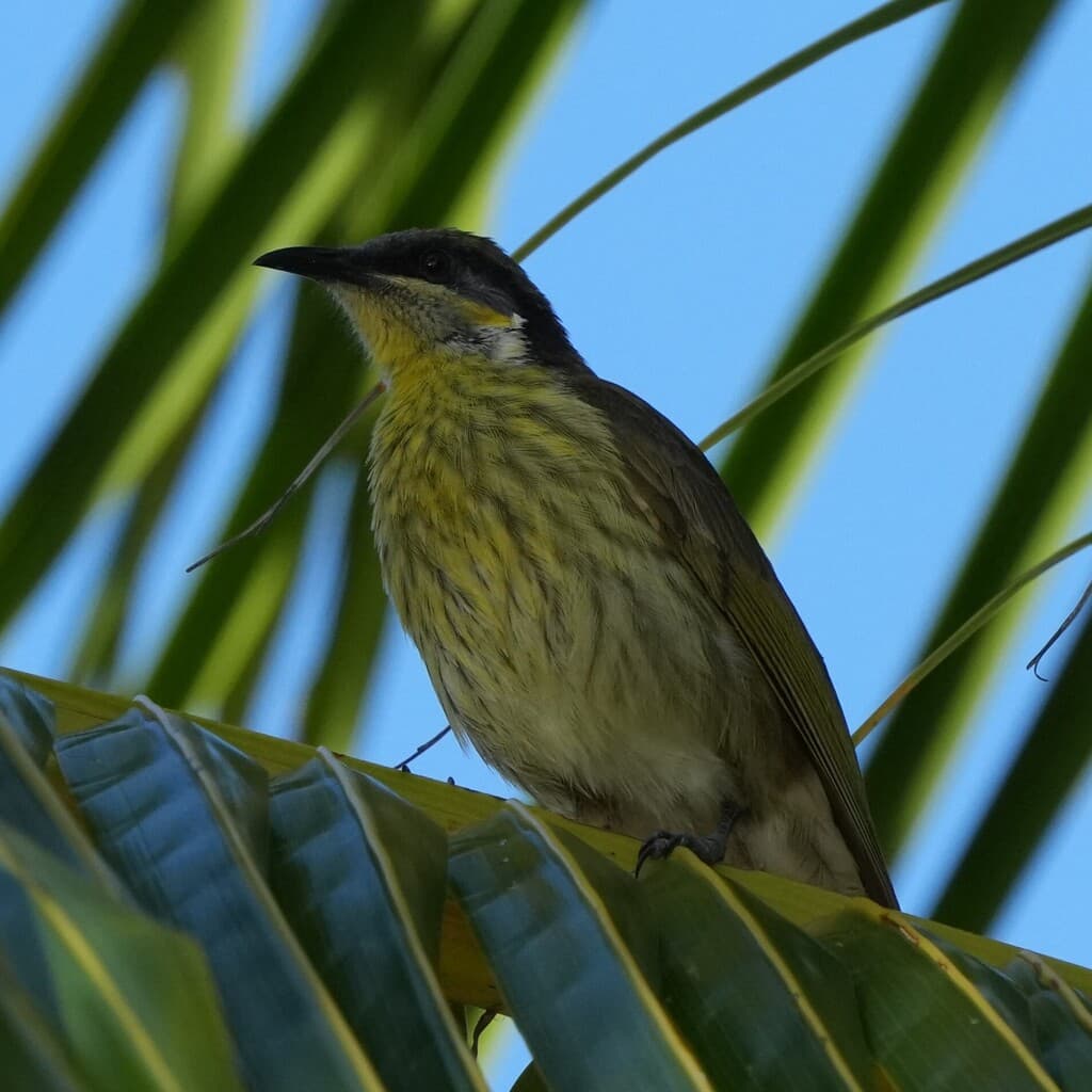 Varied Honeyeater
