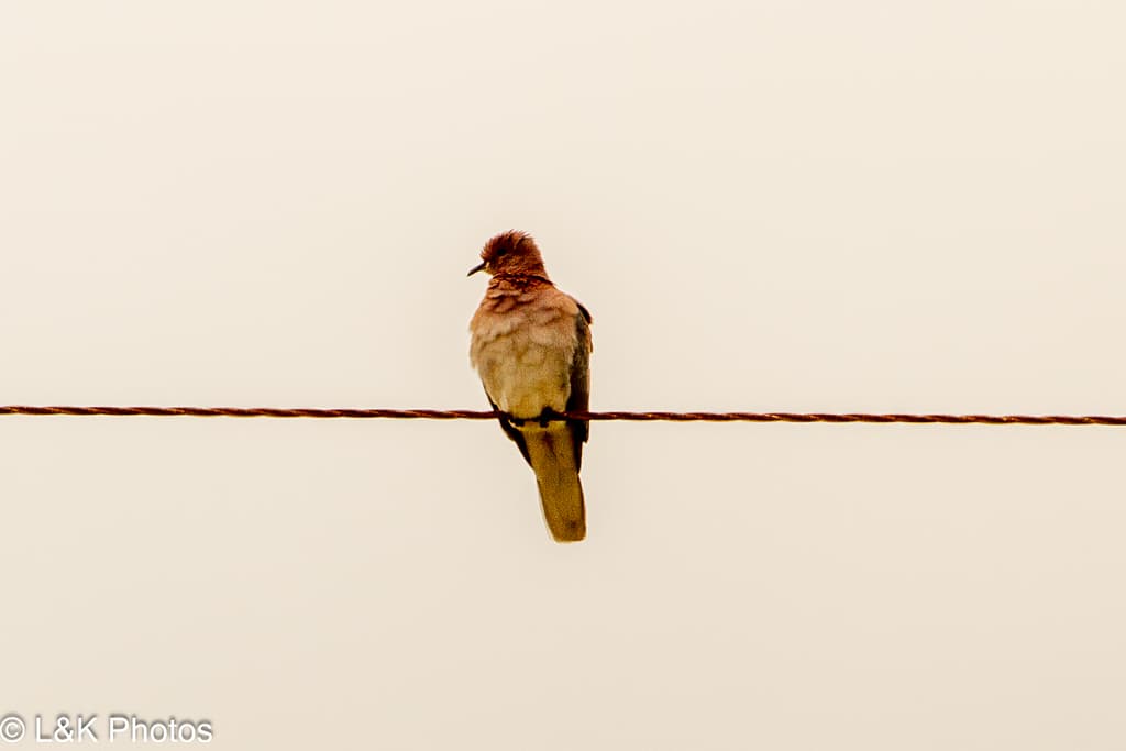 Laughing Dove