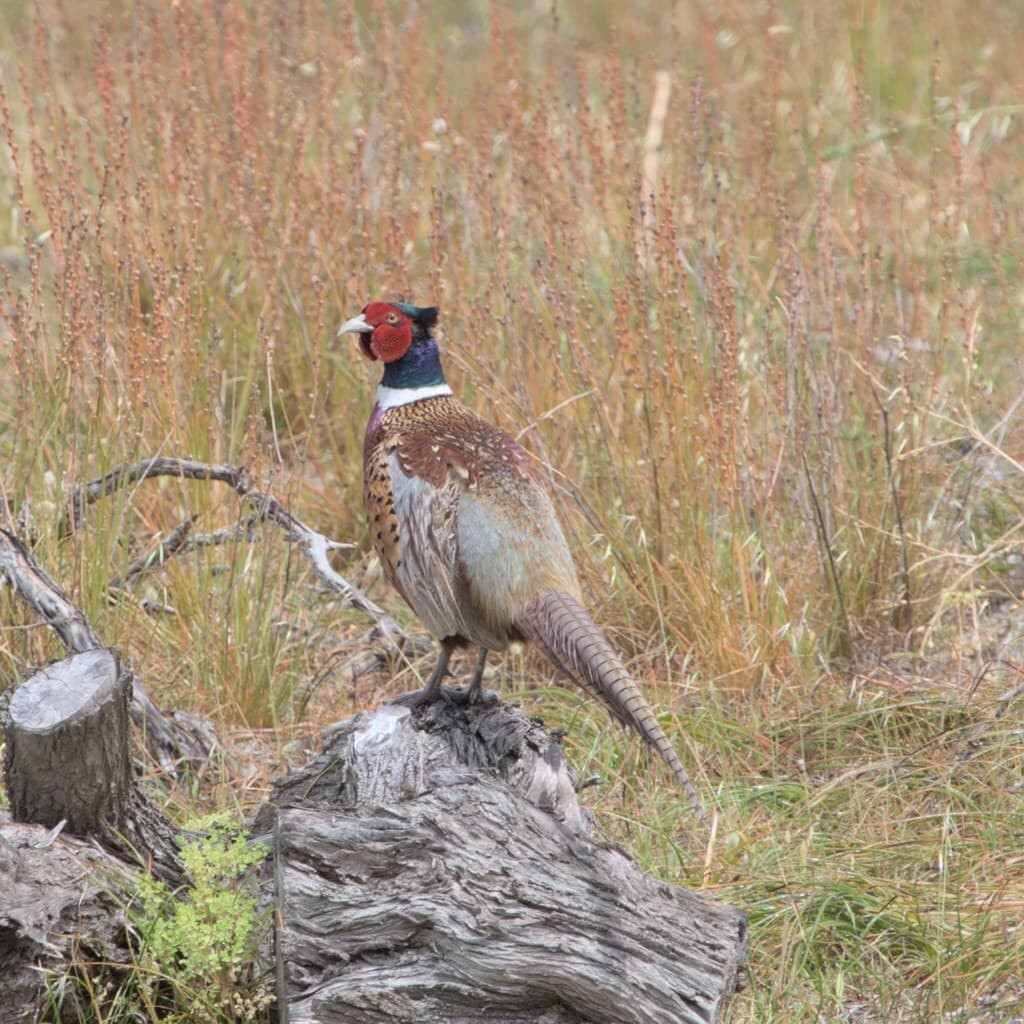 Common Pheasant
