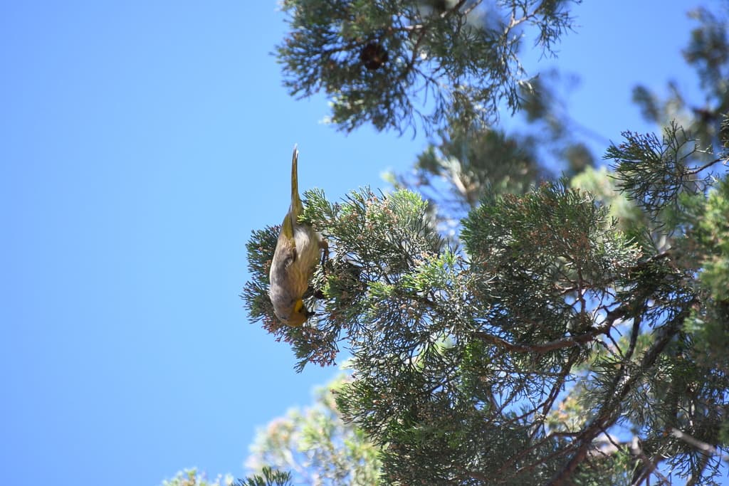 Grey-fronted Honeyeater