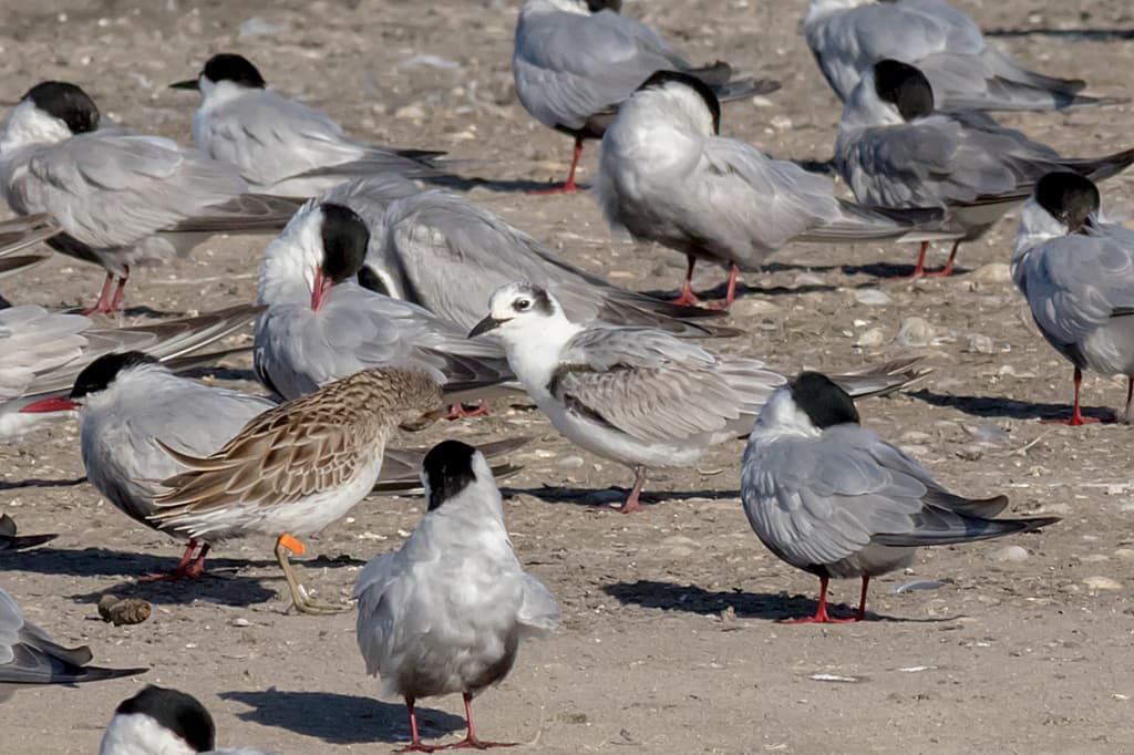 White-winged Tern