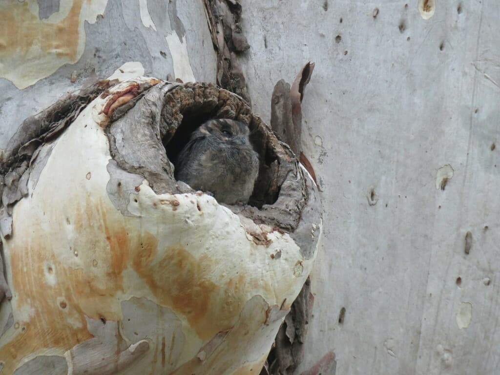 Australian Owlet-nightjar