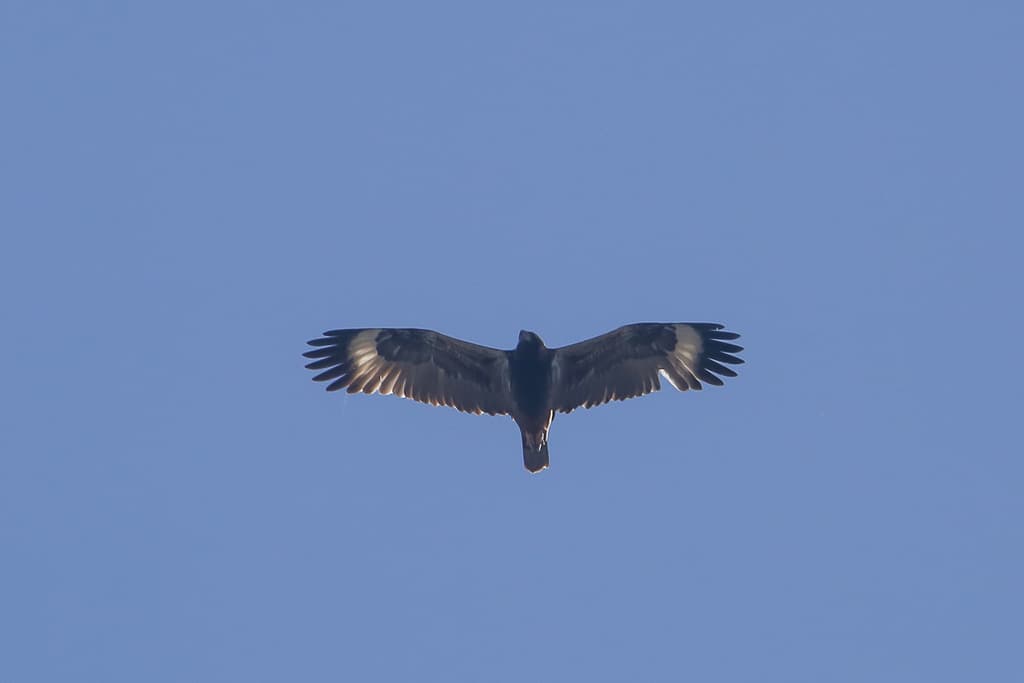 Black-breasted Buzzard
