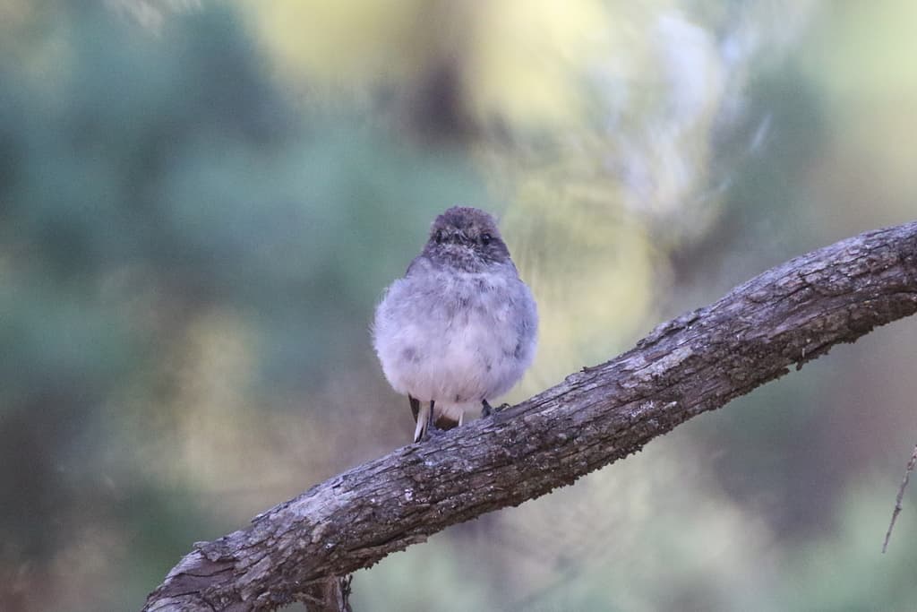 Hooded Robin