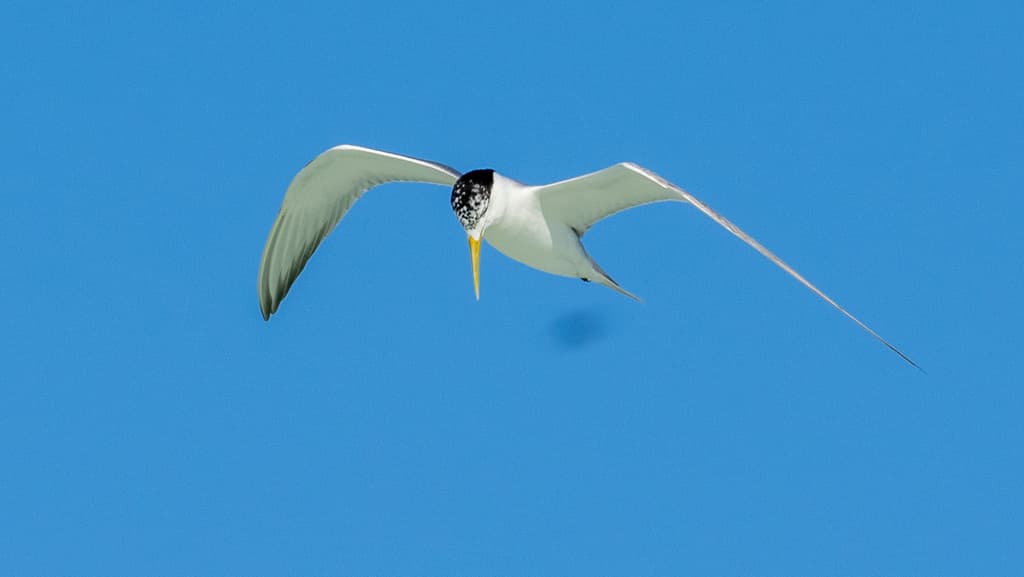 Greater Crested Tern