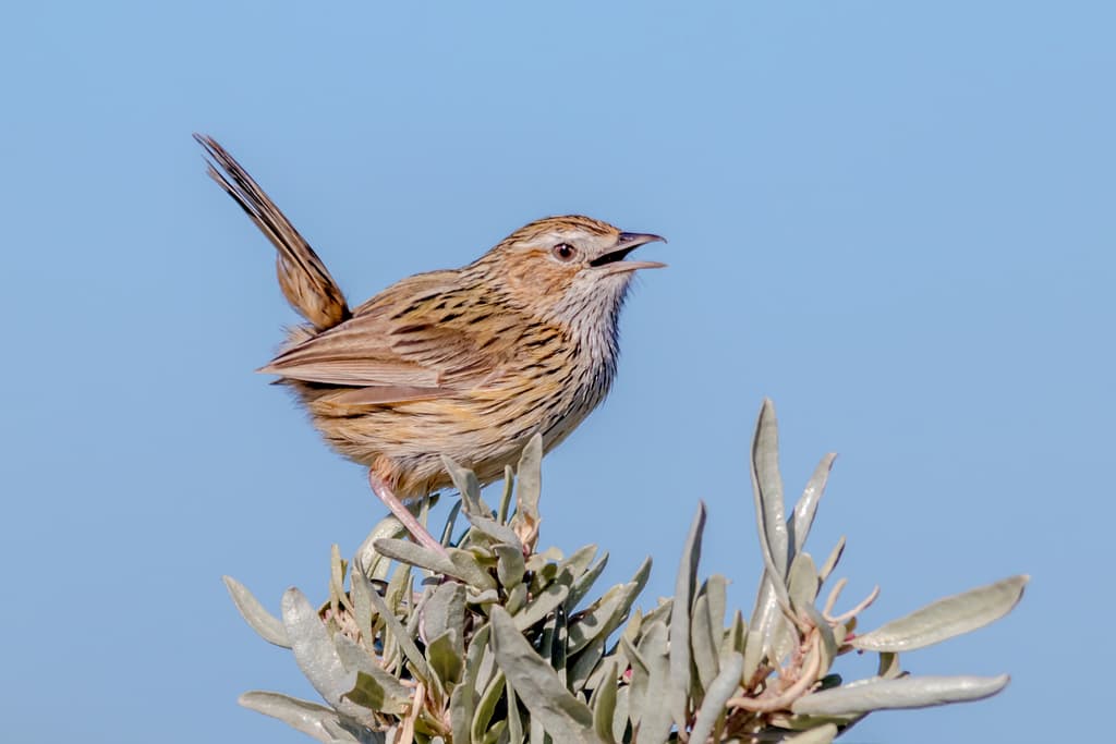 Striated Fieldwren