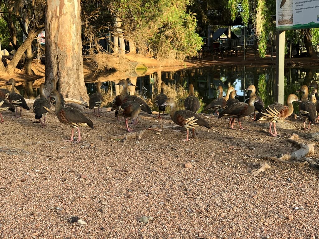 Plumed Whistling Duck
