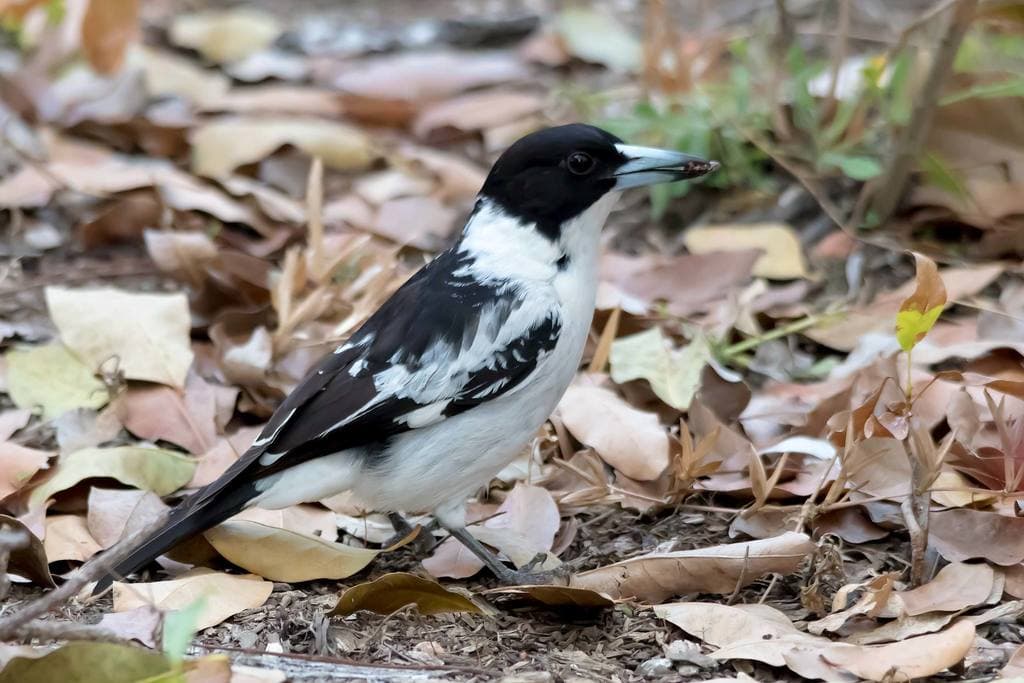 Black-backed Butcherbird