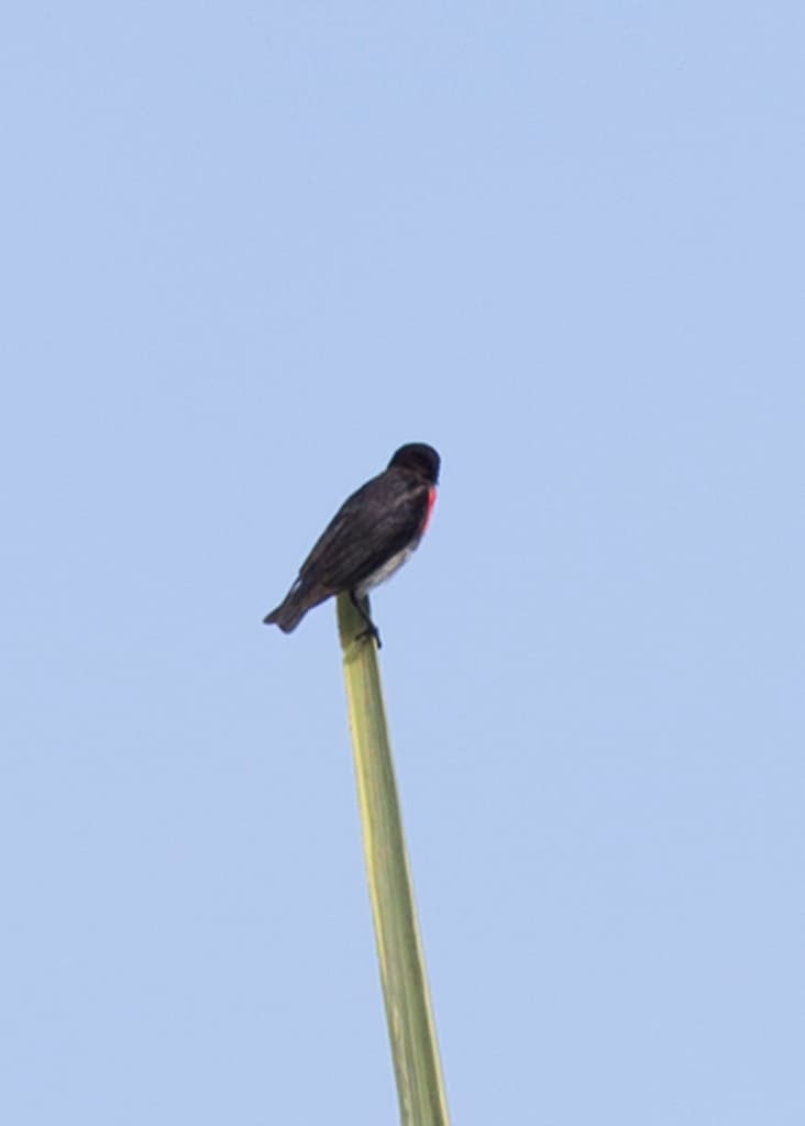 Mistletoebird