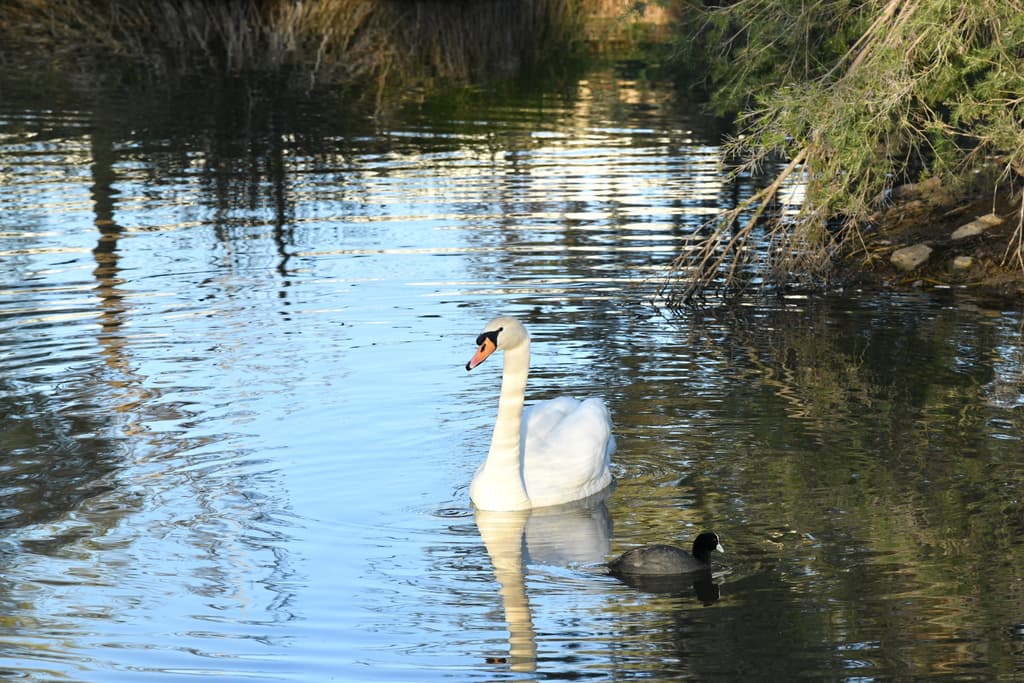 Mute Swan