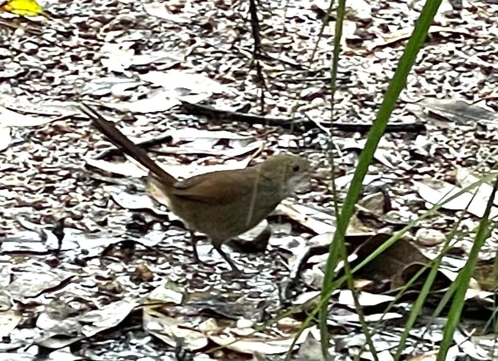 Eastern Bristlebird