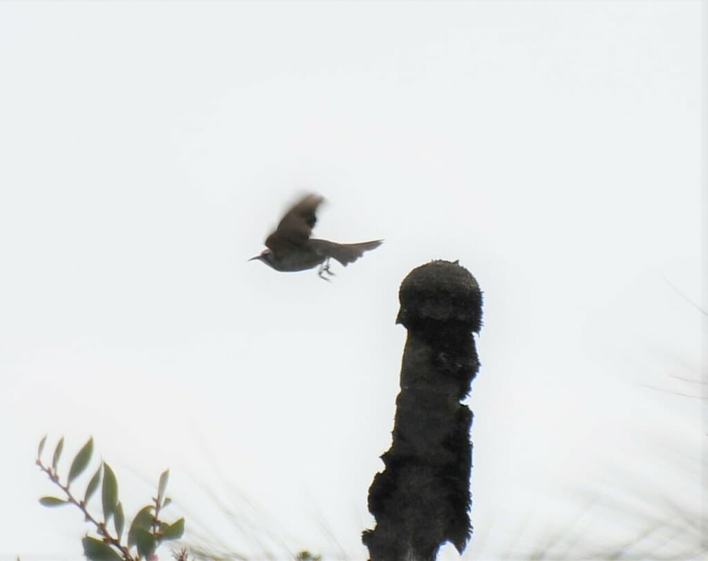 Tawny-crowned Honeyeater