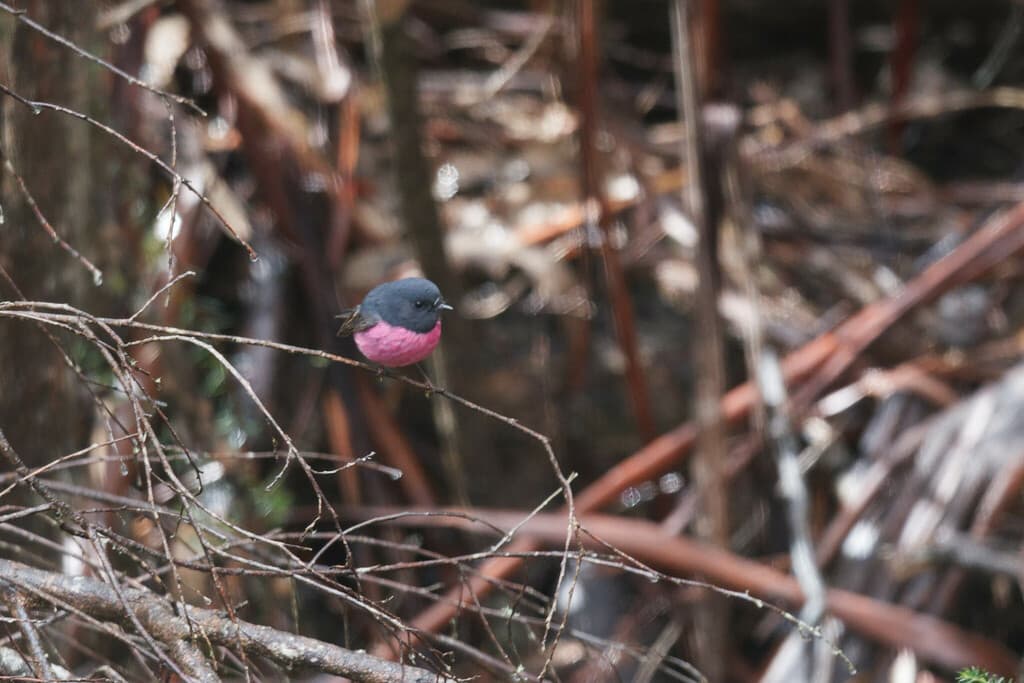 Pink Robin