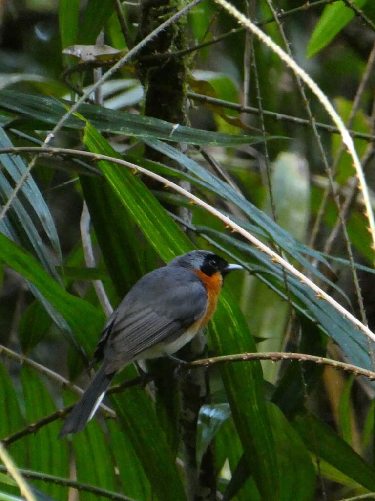 Spectacled Monarch
