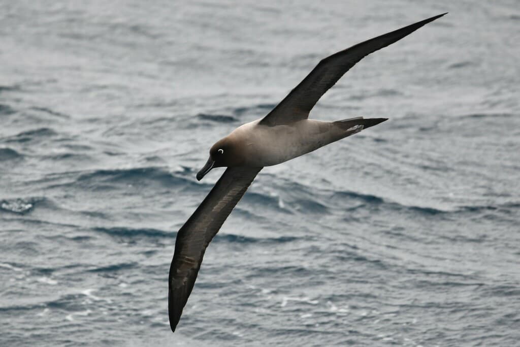 Light-mantled Albatross