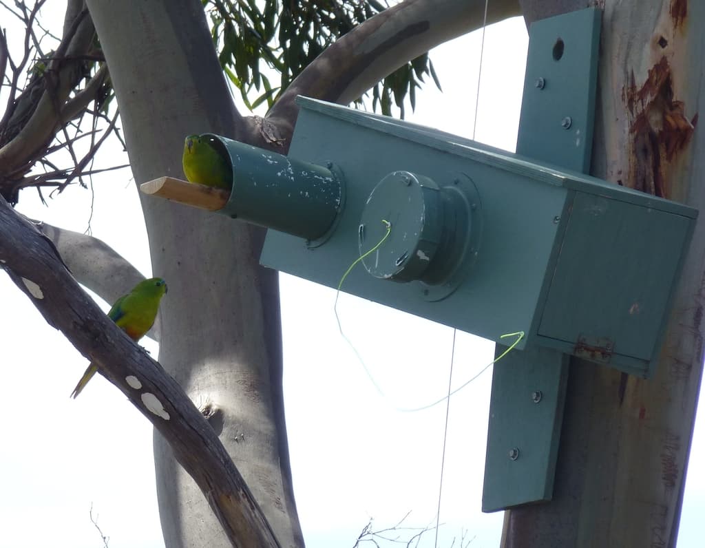 Orange-bellied Parrot