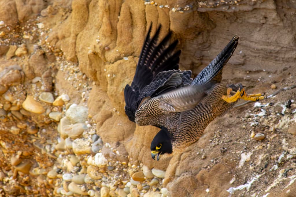Peregrine Falcon