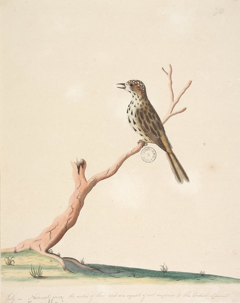 Speckled Warbler
