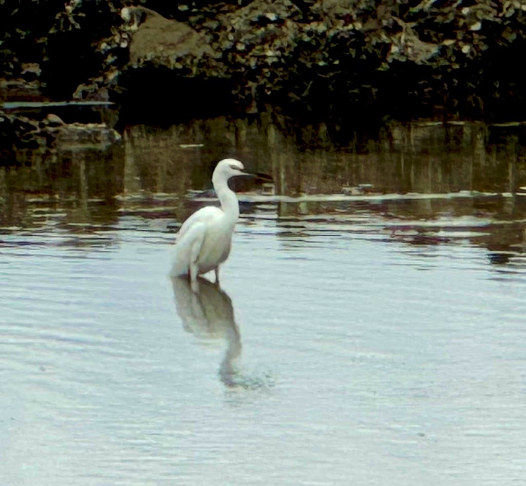 Little Egret
