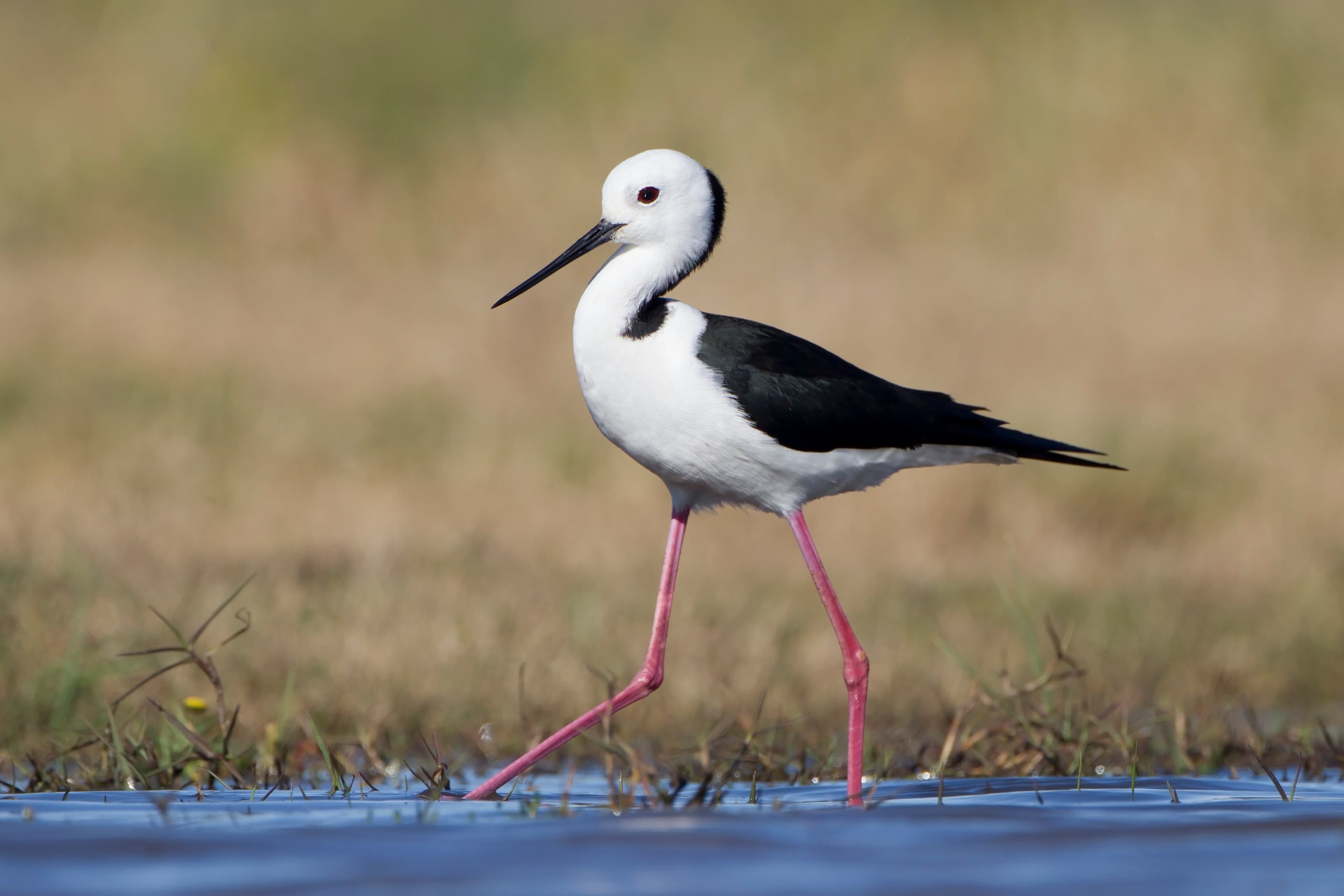 Pied Stilt